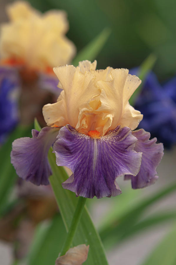 Beauty Of Irises - Invitation to Poland 1 Photograph by Jenny Rainbow