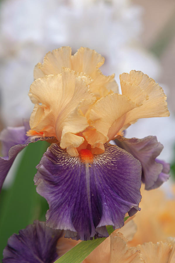 Beauty Of Irises - Invitation to Poland Photograph by Jenny Rainbow