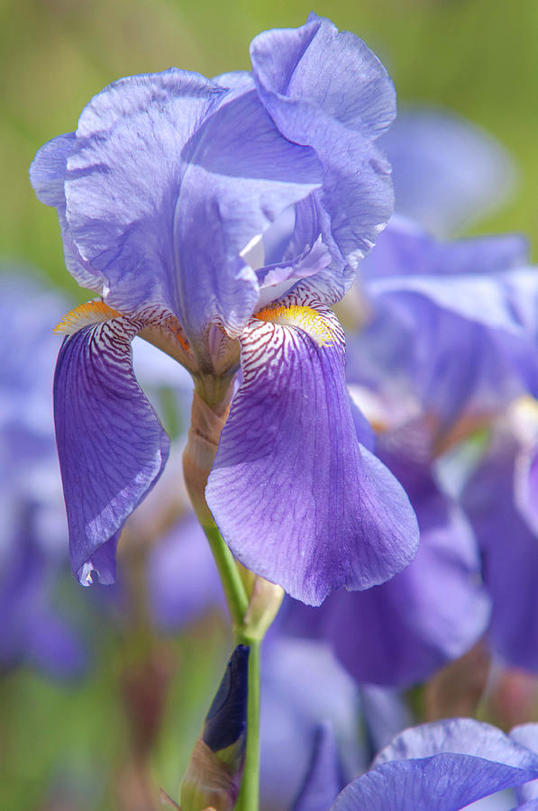 Beauty Of Irises. Iris Germanica 1 Photograph by Jenny Rainbow