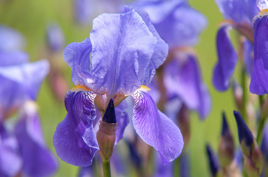 Beauty Of Irises. Iris Germanica Photograph by Jenny Rainbow