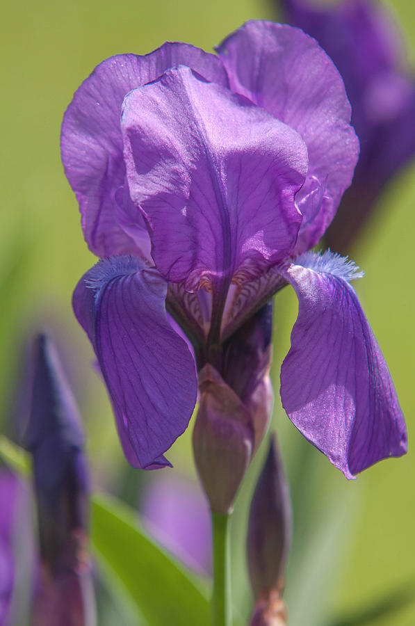 Beauty Of Irises. Iris Nyaradyana 1 Photograph by Jenny Rainbow