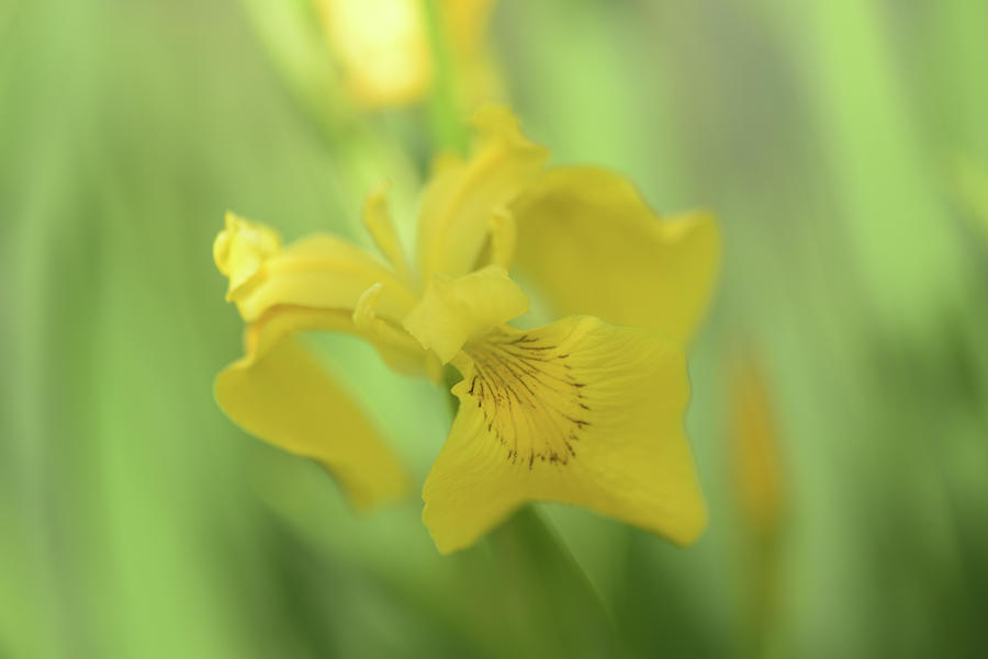 Iris Photograph - Beauty Of Irises - Iris Pseudacorus by Jenny Rainbow