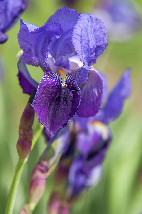 Beauty Of Irises. Irises Germanica 3 Photograph by Jenny Rainbow