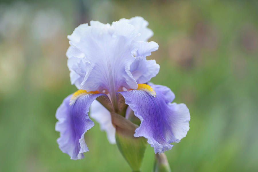 Beauty Of Irises. Jarni Blues Photograph by Jenny Rainbow