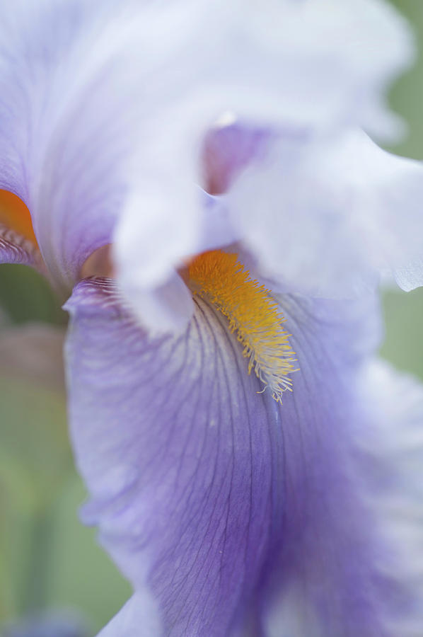 Beauty Of Irises. Jarni Blues Macro Photograph by Jenny Rainbow
