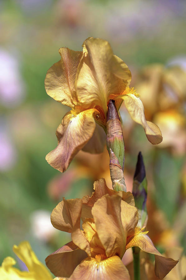 Beauty Of Irises. Jean Cayeux 2 Photograph by Jenny Rainbow