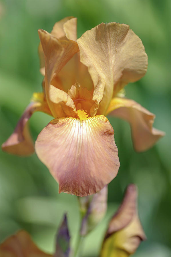 Beauty Of Irises. Jean Cayeux Photograph by Jenny Rainbow
