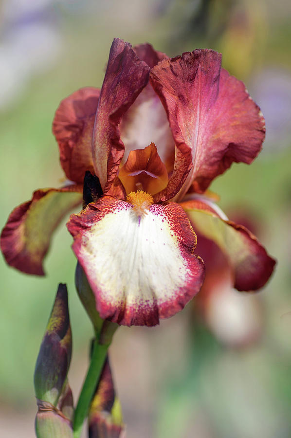 Beauty Of Irises. Jet  Fire 2 Photograph by Jenny Rainbow