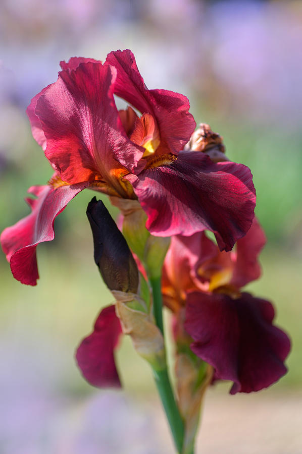 Beauty Of Irises. Jewel Tone 1 Photograph by Jenny Rainbow