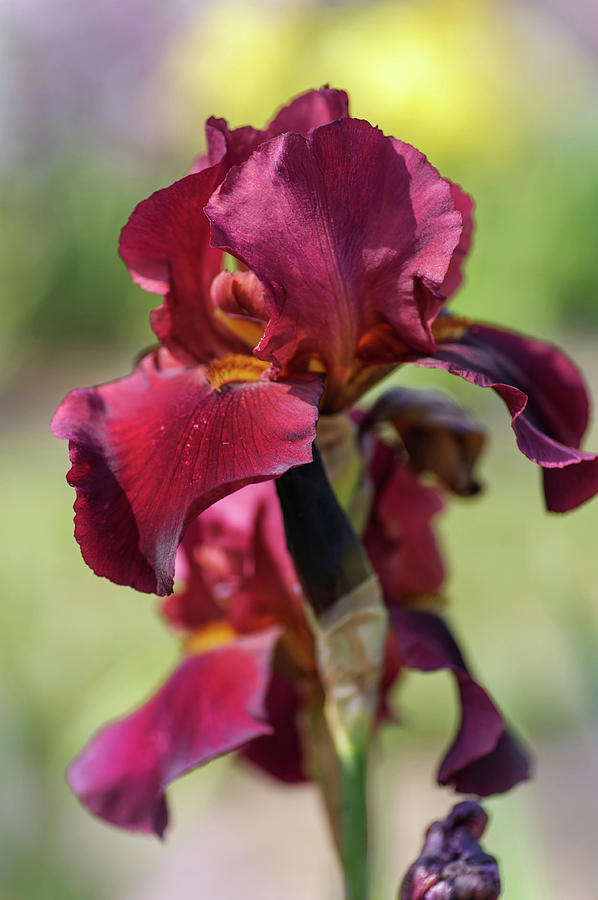 Beauty Of Irises. Jewel Tone Photograph by Jenny Rainbow