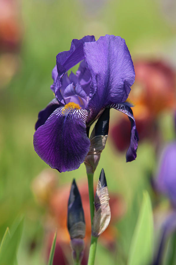 Beauty Of Irises - Joanna 1 Photograph by Jenny Rainbow