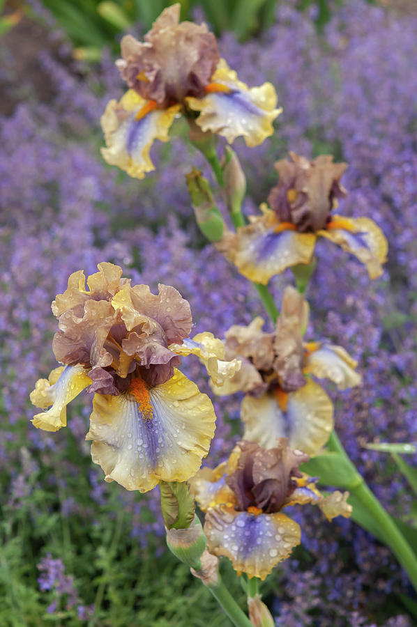 Beauty Of Irises. Karibik 1 Photograph by Jenny Rainbow
