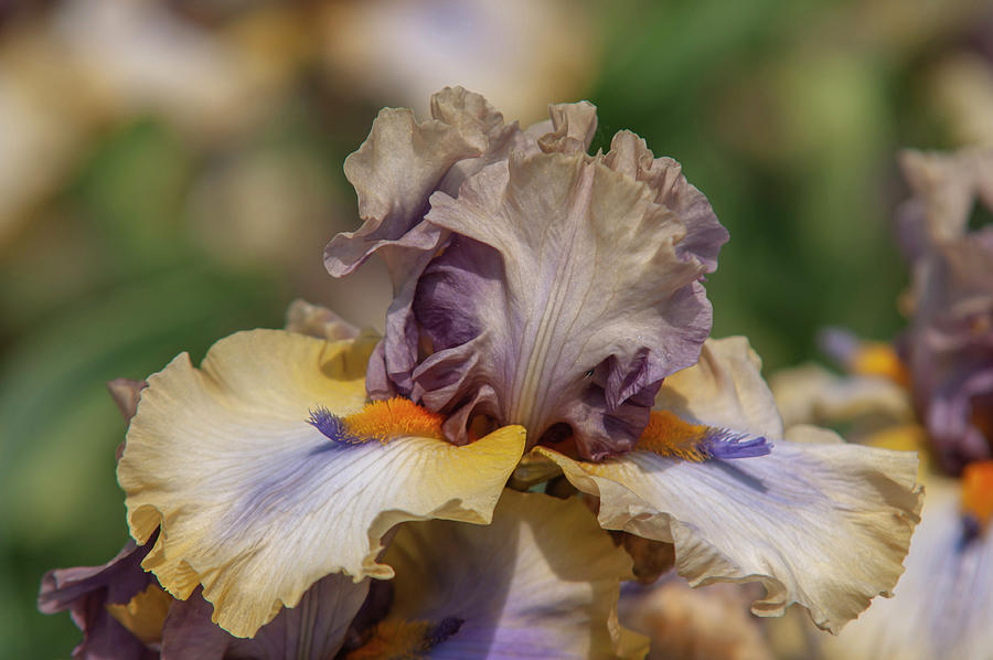 Beauty Of Irises. Karibik 8 Photograph by Jenny Rainbow