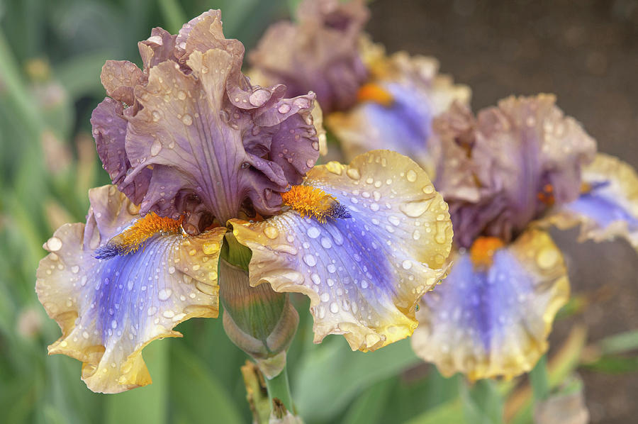 Beauty Of Irises. Karibik Photograph by Jenny Rainbow