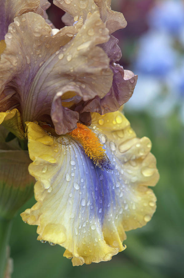 Beauty Of Irises. Karibik Macro 1 Photograph by Jenny Rainbow