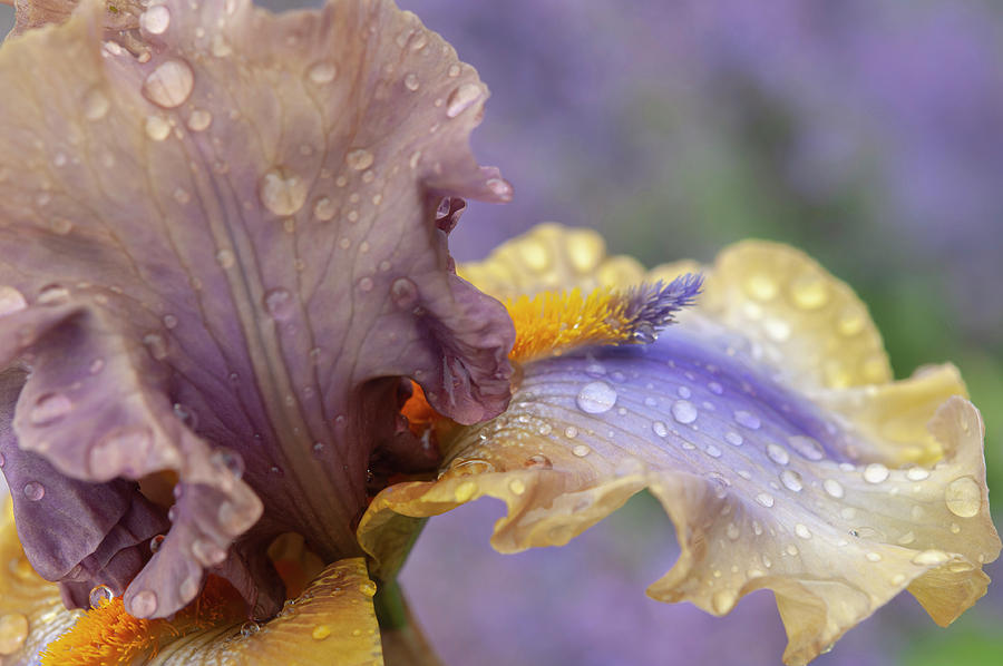 Iris Photograph - Beauty Of Irises. Karibik Macro 2 by Jenny Rainbow
