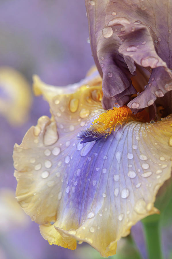Beauty Of Irises. Karibik Macro Photograph by Jenny Rainbow