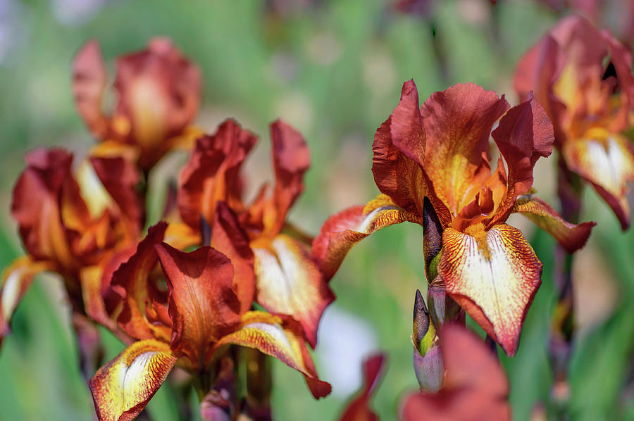 Beauty Of Irises. Kent Pride Photograph by Jenny Rainbow