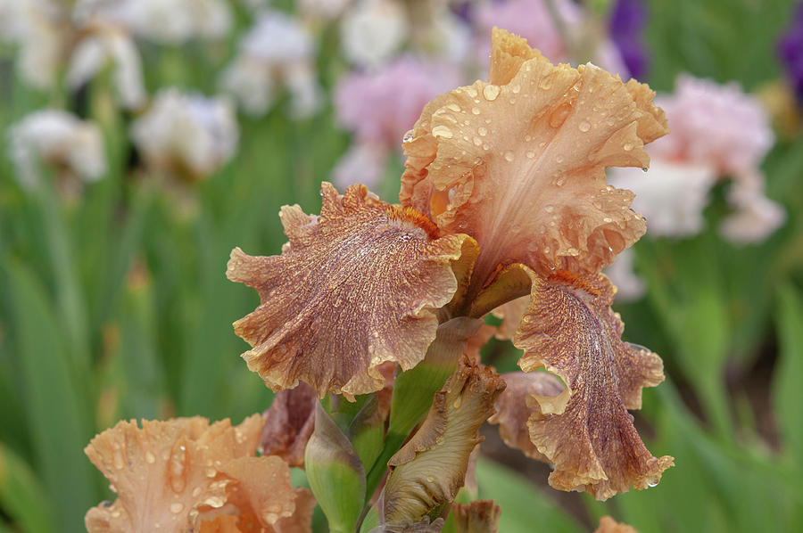 Beauty Of Irises. Koffee Breakfast 1 Photograph by Jenny Rainbow
