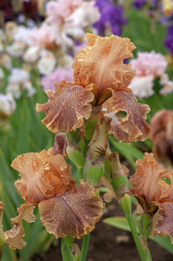 Beauty Of Irises. Koffee Breakfast 3 Photograph by Jenny Rainbow