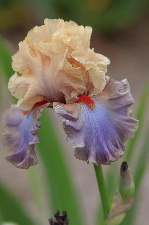 Beauty Of Irises - Lady Bratislava 3 Photograph by Jenny Rainbow