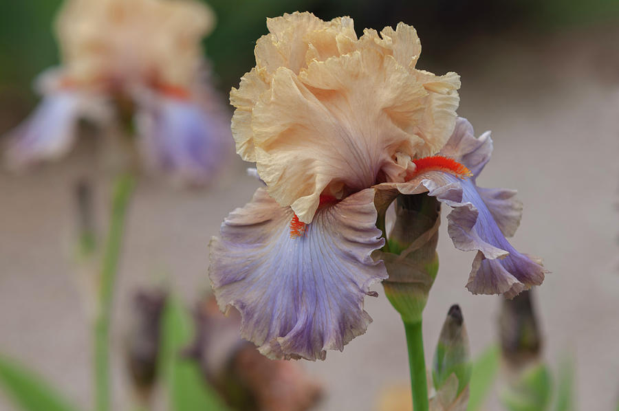 Beauty Of Irises - Lady Bratislava Photograph by Jenny Rainbow
