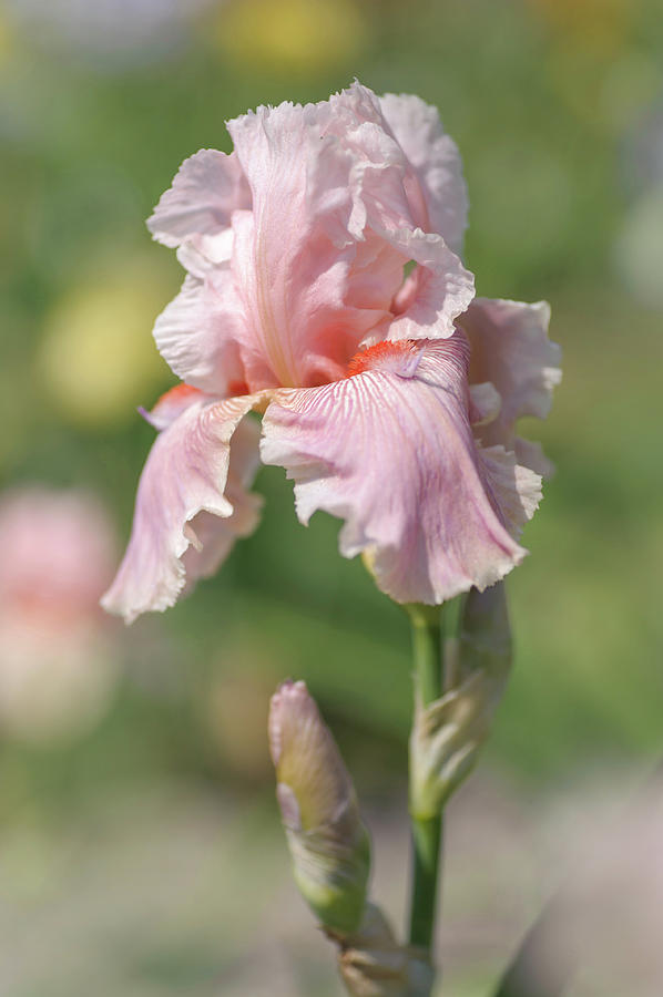 Beauty Of Irises. Lady Gretl Armitage Photograph by Jenny Rainbow