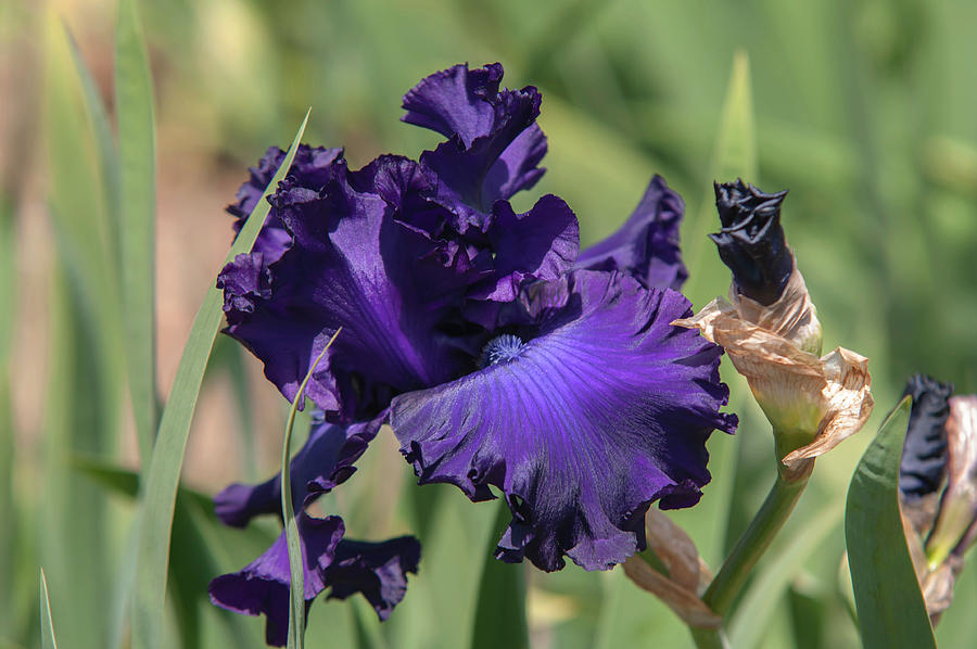 Beauty Of Irises. Larry Gaulter 1 Photograph by Jenny Rainbow