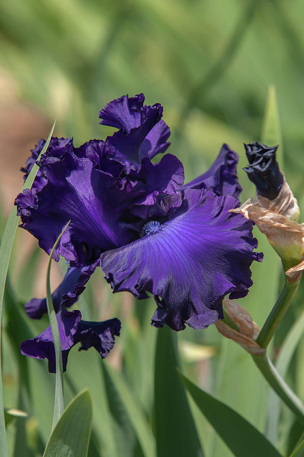 Beauty Of Irises. Larry Gaulter Photograph by Jenny Rainbow