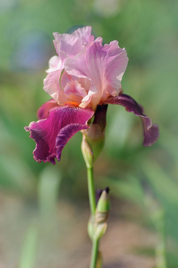 Beauty Of Irises. Latin Lover Photograph by Jenny Rainbow