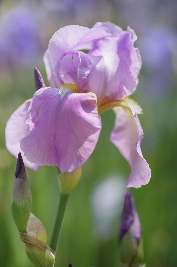 Beauty Of Irises. Lavanesque Photograph by Jenny Rainbow