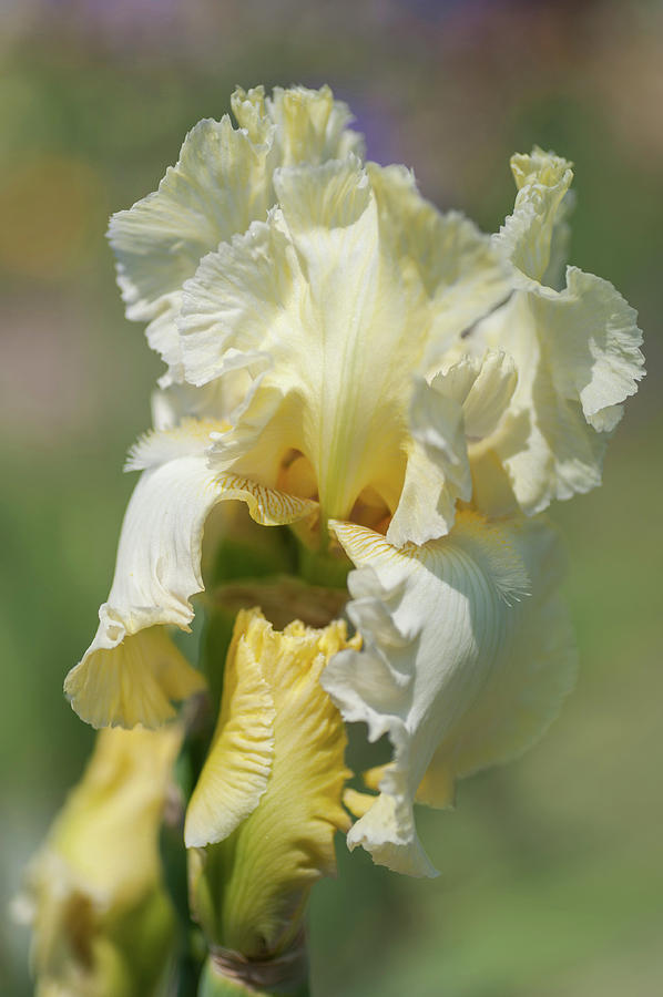 Beauty Of Irises. Lemon Fire 1 Photograph by Jenny Rainbow
