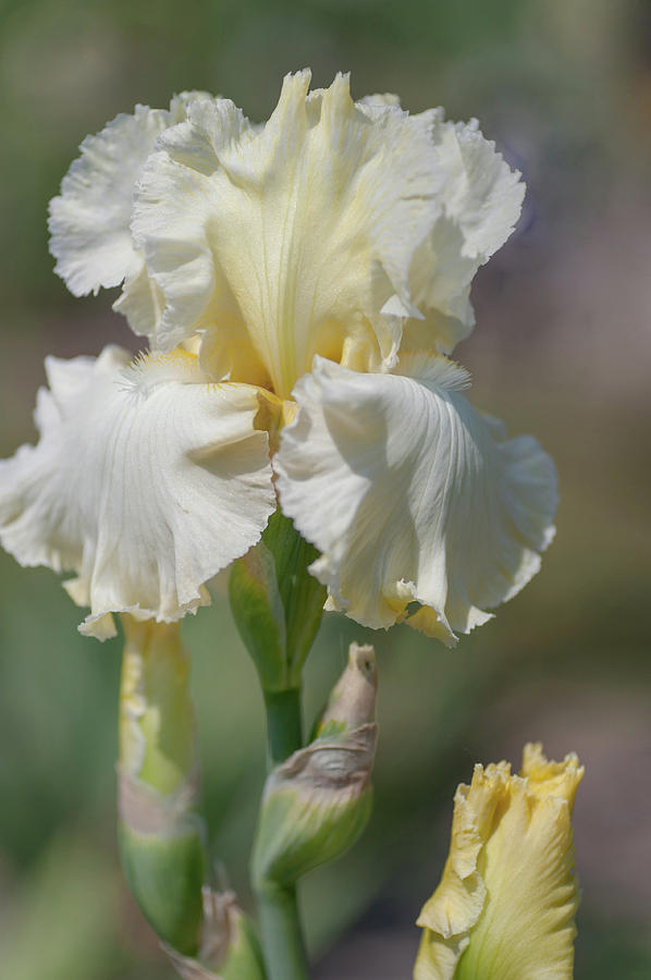 Beauty Of Irises. Lemon Fire Photograph by Jenny Rainbow