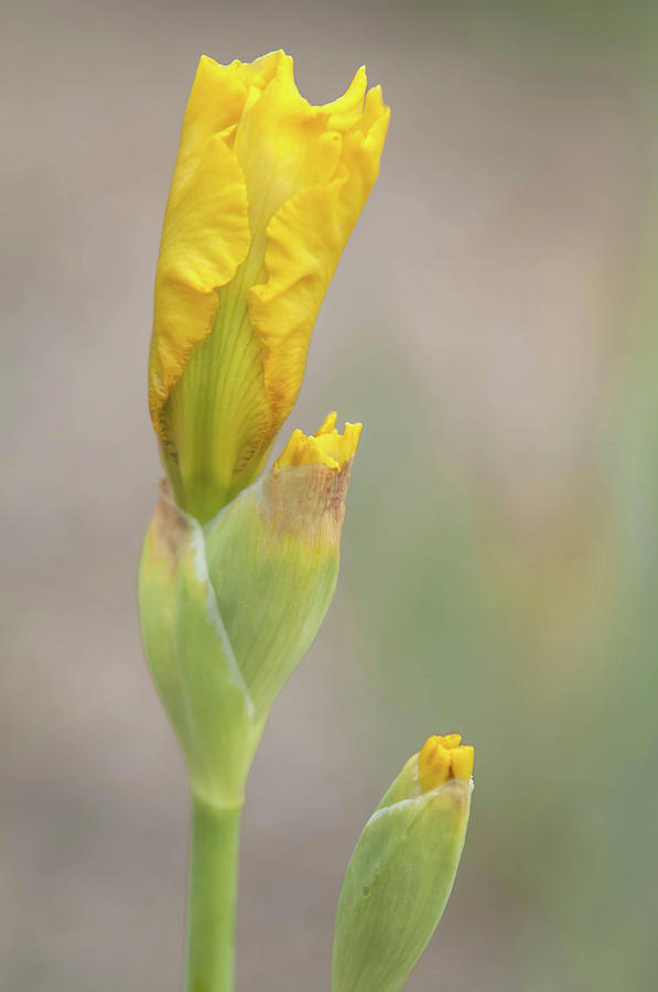 Beauty Of Irises. Lemon Pop Buds Photograph by Jenny Rainbow