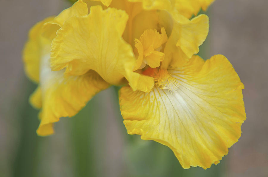 Beauty Of Irises. Lemon Pop Photograph by Jenny Rainbow