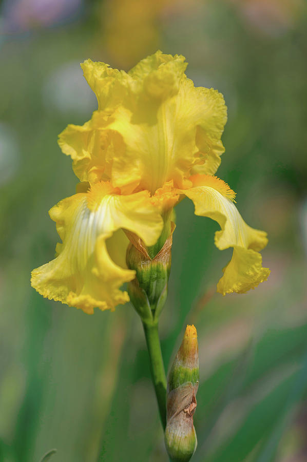 Beauty Of Irises. Lime Fizz Photograph by Jenny Rainbow