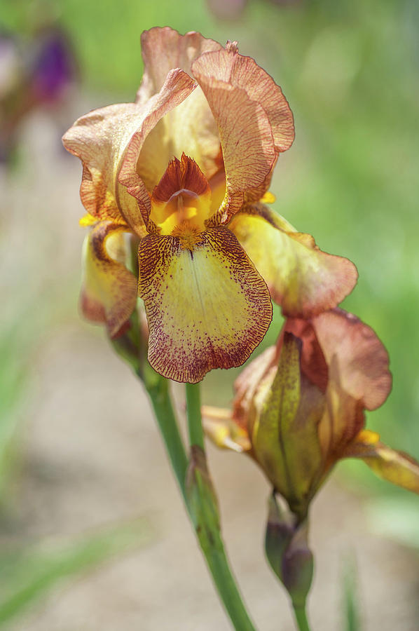Beauty of Irises. Liszt Photograph by Jenny Rainbow