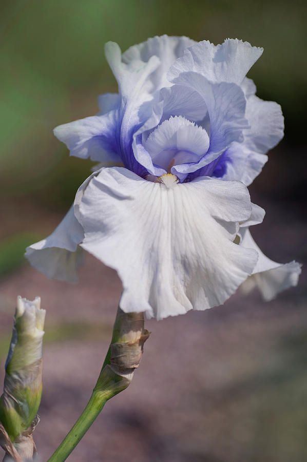 Beauty Of Irises. Little Much Photograph by Jenny Rainbow