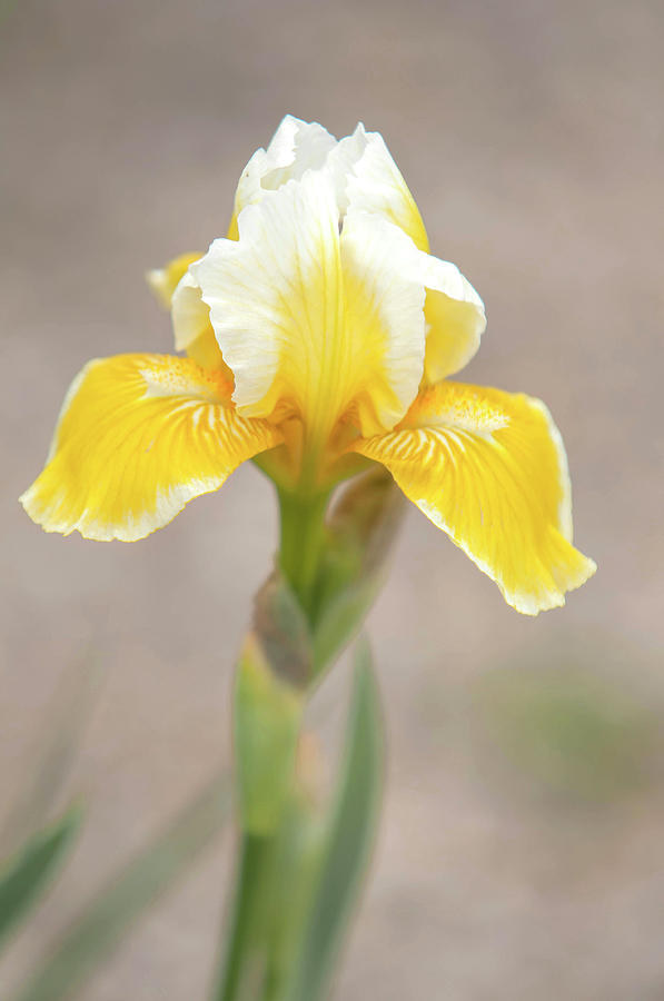 Beauty Of Irises. Little Snow Lemon 1 Photograph by Jenny Rainbow