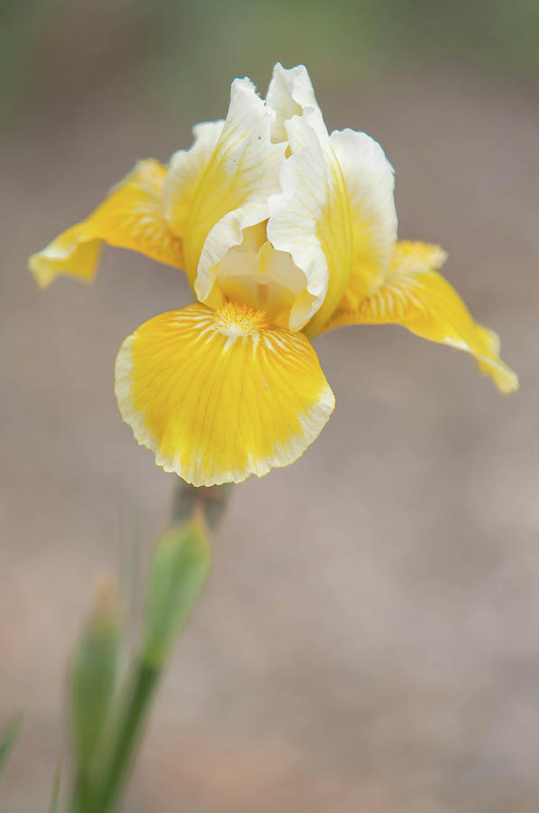 Beauty Of Irises. Little Snow Lemon 2 Photograph by Jenny Rainbow