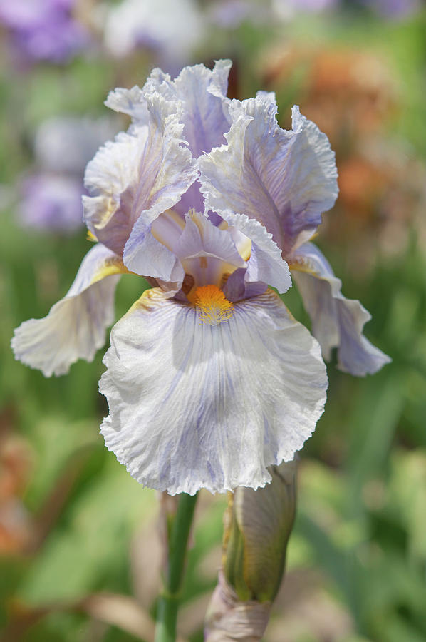 Beauty Of Irises. London Fog 1 Photograph by Jenny Rainbow