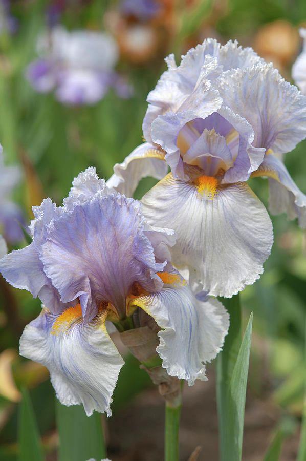 Beauty Of Irises. London Fog Photograph by Jenny Rainbow