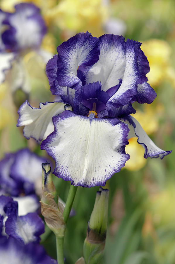 Beauty Of Irises. Loop the Loop Photograph by Jenny Rainbow