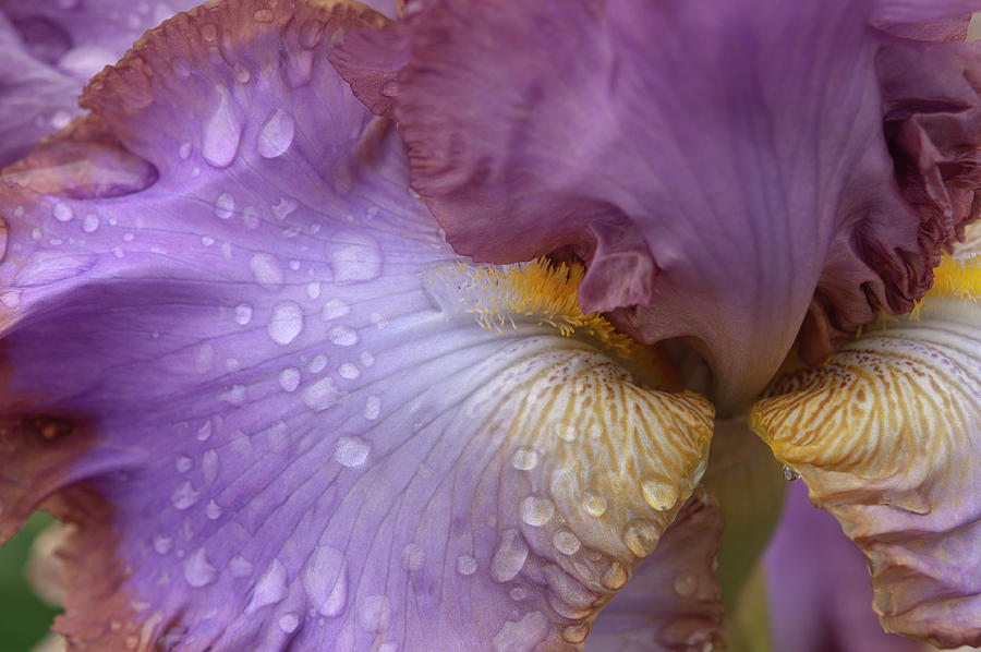 Beauty Of Irises. Louise Watts Macro Photograph by Jenny Rainbow