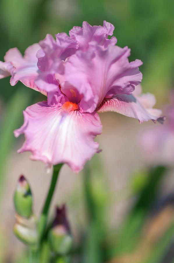 Beauty Of Irises. Lovely Kay Photograph by Jenny Rainbow