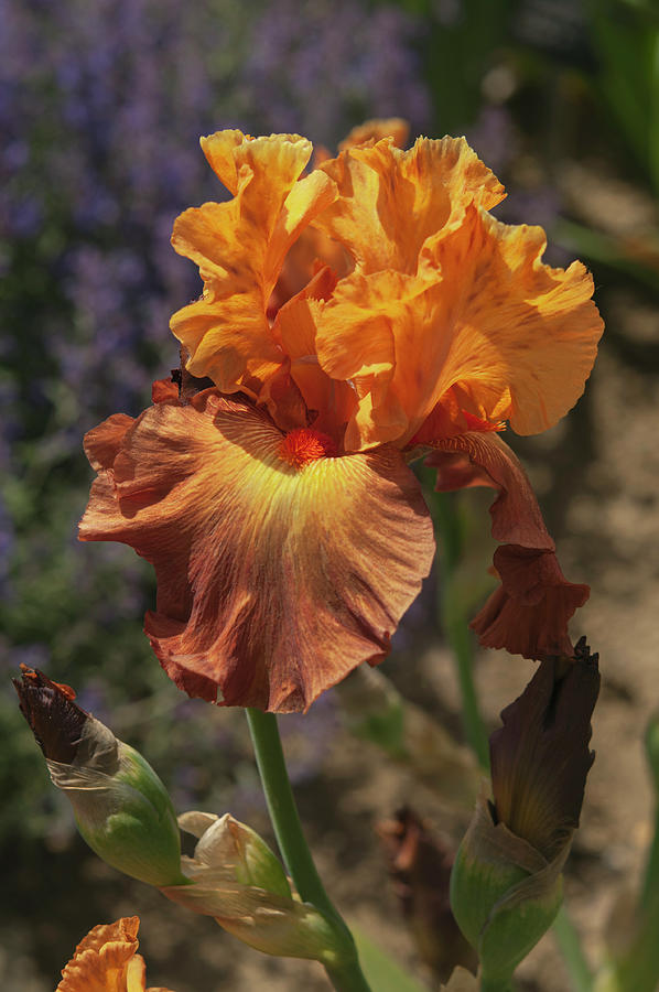 Beauty Of Irises. Lovely Senorita Photograph by Jenny Rainbow