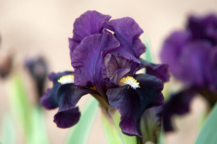 Beauty Of Irises. Mad Dash Photograph by Jenny Rainbow