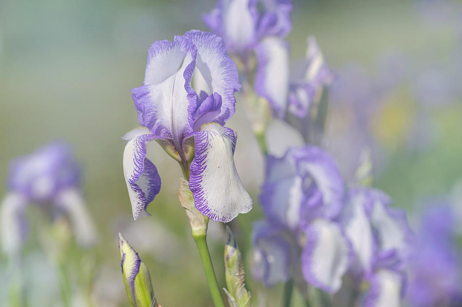 Beauty Of Irises. Madame Chereau 1 Photograph by Jenny Rainbow