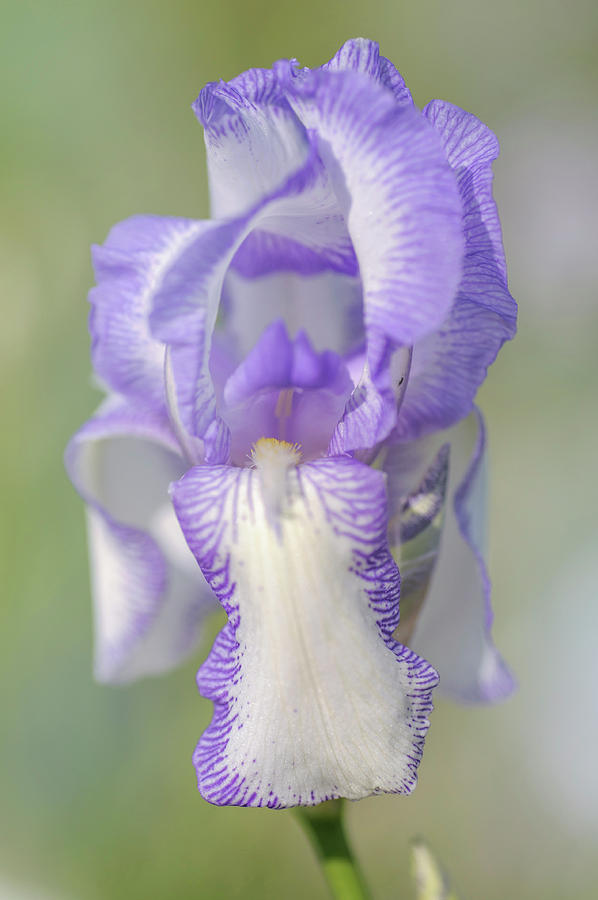 Beauty Of Irises. Madame Chereau 2 Photograph by Jenny Rainbow