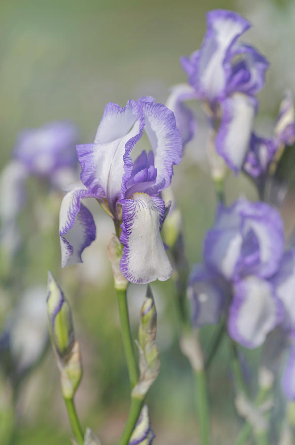 Beauty Of Irises. Madame Chereau Photograph by Jenny Rainbow